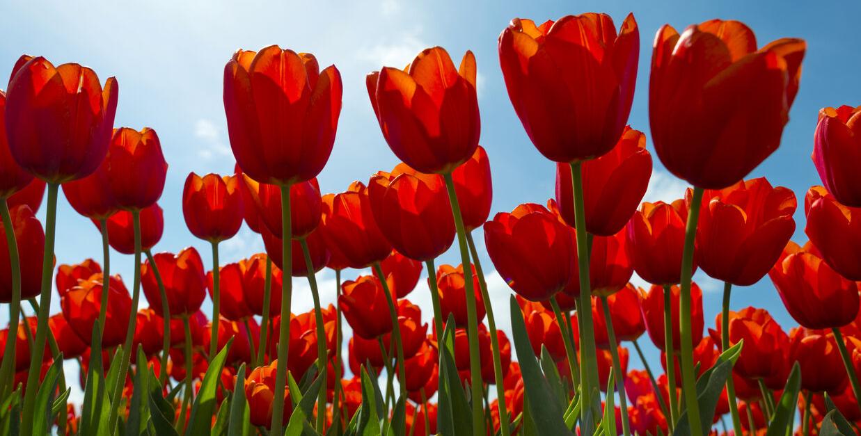 Hancock County Parkinson's Network Announces 2nd Annual Tulip Bulb Fundraiser